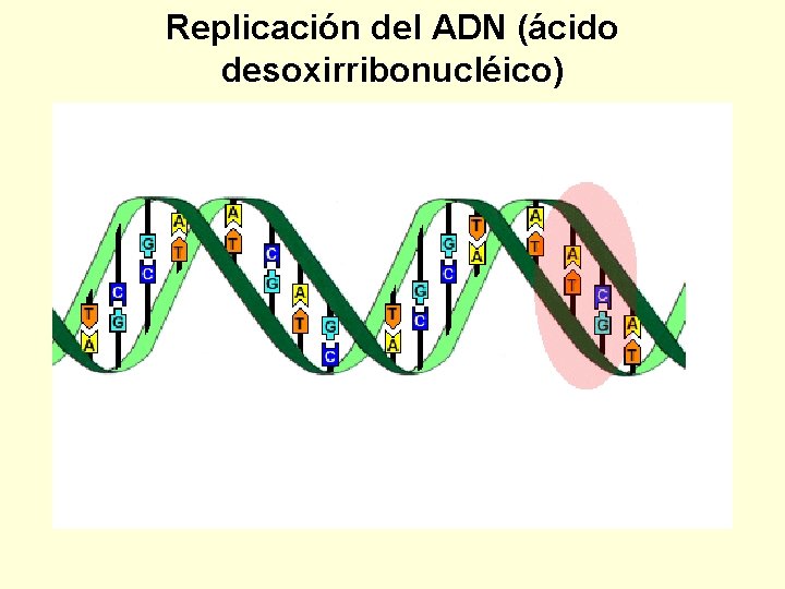 Replicación del ADN (ácido desoxirribonucléico) 