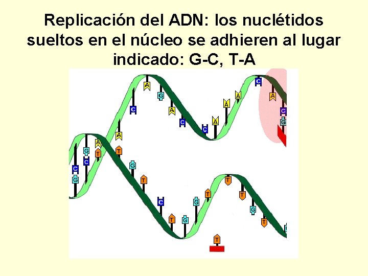 Replicación del ADN: los nuclétidos sueltos en el núcleo se adhieren al lugar indicado: