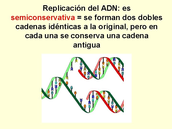 Replicación del ADN: es semiconservativa = se forman dos dobles cadenas idénticas a la