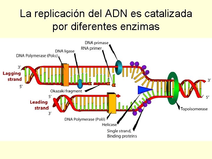 La replicación del ADN es catalizada por diferentes enzimas 