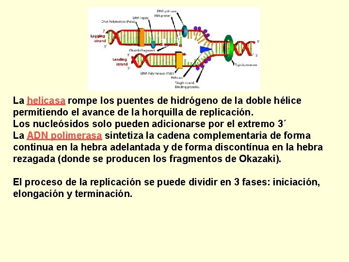 La helicasa rompe los puentes de hidrógeno de la doble hélice permitiendo el avance