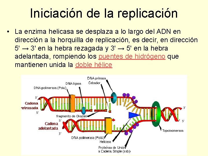 Iniciación de la replicación • La enzima helicasa se desplaza a lo largo del