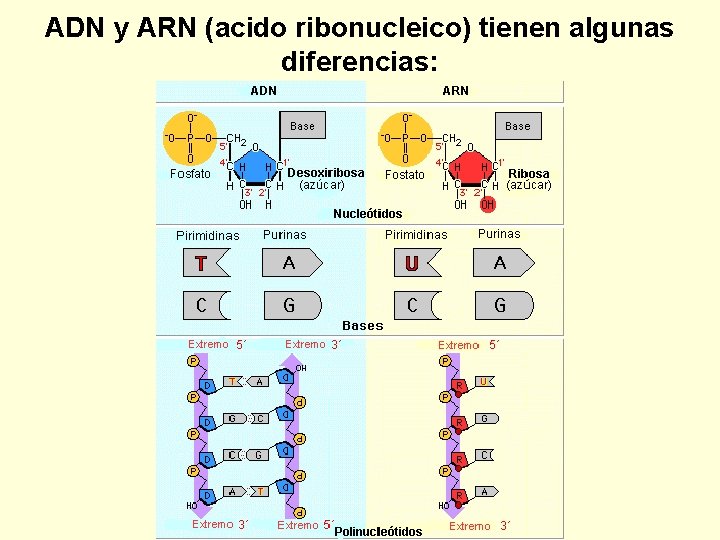 ADN y ARN (acido ribonucleico) tienen algunas diferencias: 