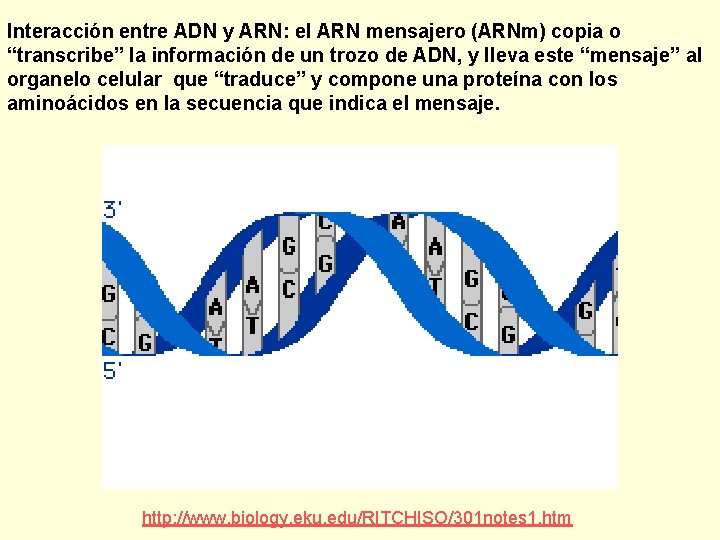 Interacción entre ADN y ARN: el ARN mensajero (ARNm) copia o “transcribe” la información