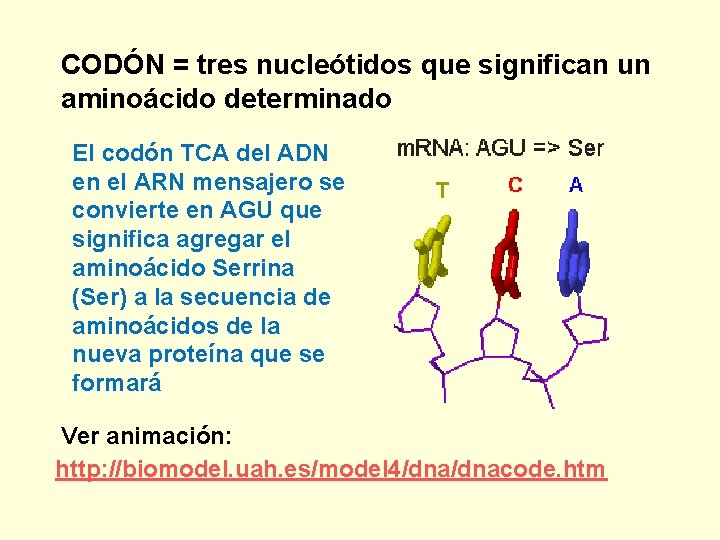 CODÓN = tres nucleótidos que significan un aminoácido determinado El codón TCA del ADN