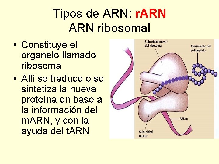 Tipos de ARN: r. ARN ribosomal • Constituye el organelo llamado ribosoma • Allí