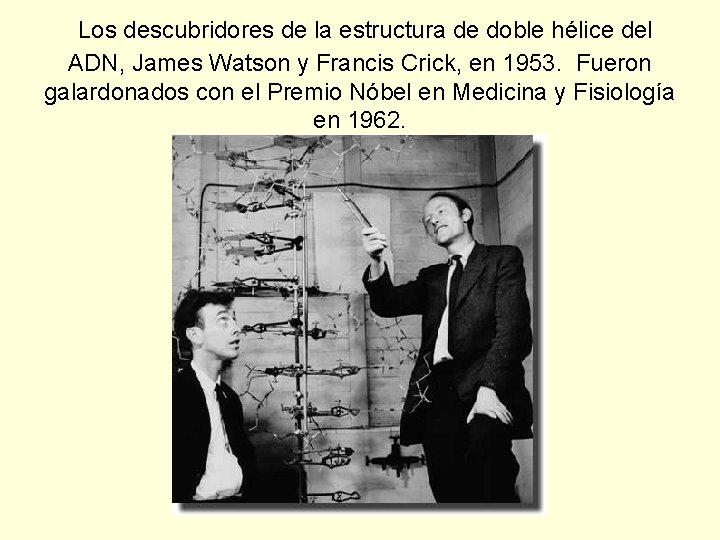  Los descubridores de la estructura de doble hélice del ADN, James Watson y