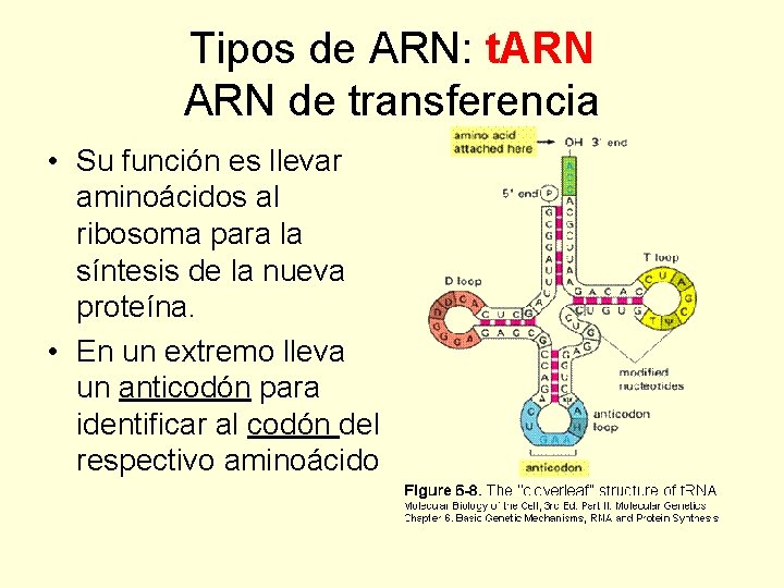 Tipos de ARN: t. ARN de transferencia • Su función es llevar aminoácidos al