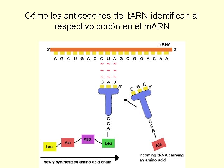 Cómo los anticodones del t. ARN identifican al respectivo codón en el m. ARN