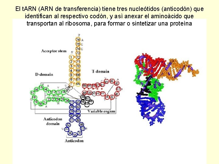 El t. ARN (ARN de transferencia) tiene tres nucleótidos (anticodòn) que identifican al respectivo