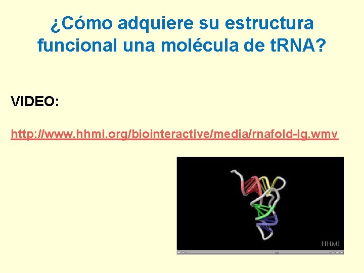 ¿Cómo adquiere su estructura funcional una molécula de t. RNA? VIDEO: http: //www. hhmi.