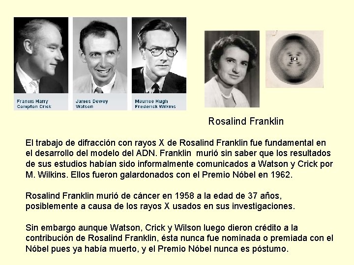 Rosalind Franklin El trabajo de difracción con rayos X de Rosalind Franklin fue fundamental