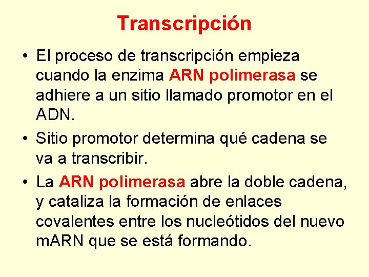 Transcripción • El proceso de transcripción empieza cuando la enzima ARN polimerasa se adhiere