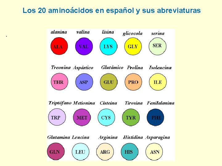 Los 20 aminoácidos en español y sus abreviaturas. 