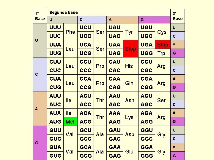 1* Base U Segunda base U C A G 3* Base UUU UCU UAU