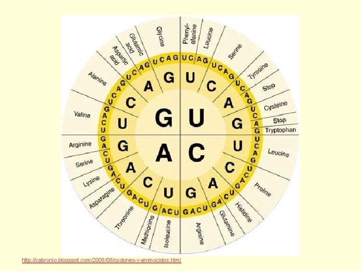 http: //cabronio. blogspot. com/2008/08/codones-y-animocidos. html 