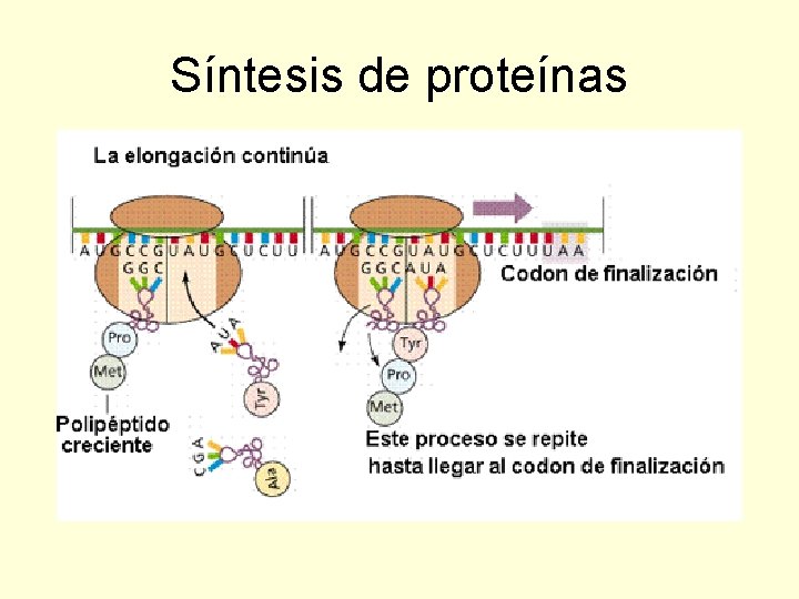 Síntesis de proteínas 