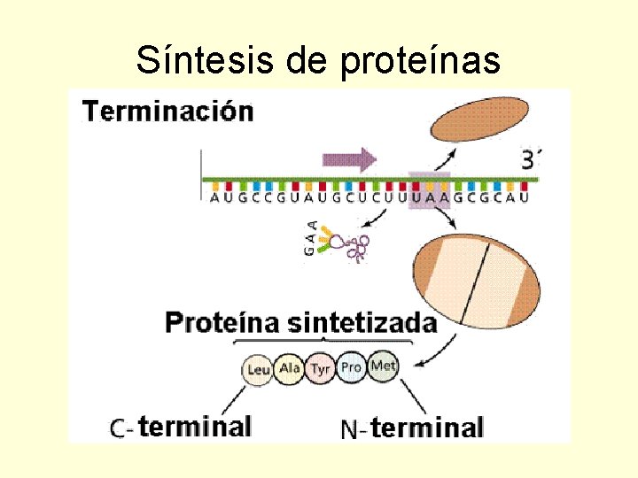 Síntesis de proteínas 