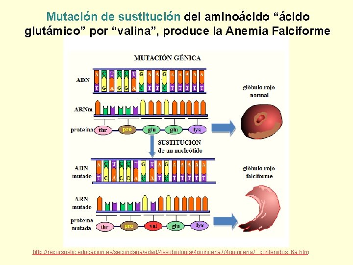 Mutación de sustitución del aminoácido “ácido glutámico” por “valina”, produce la Anemia Falciforme http: