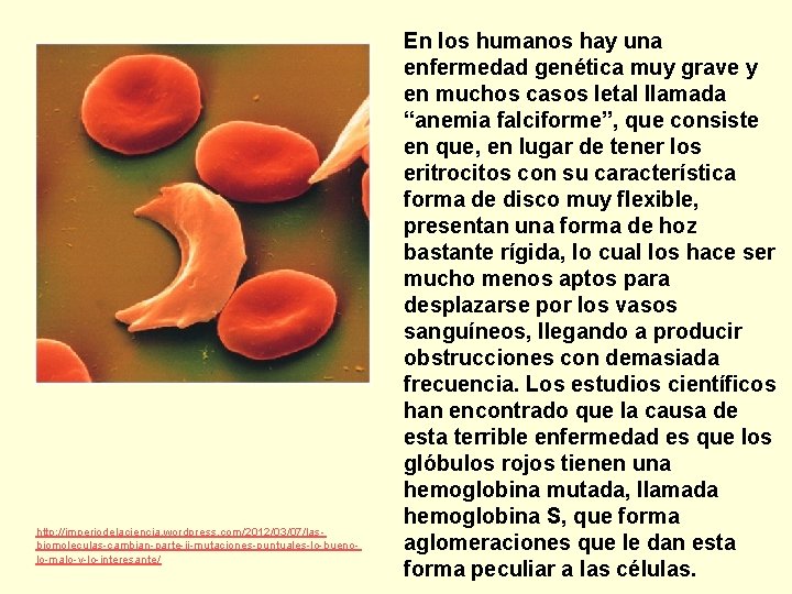 http: //imperiodelaciencia. wordpress. com/2012/03/07/lasbiomoleculas-cambian-parte-ii-mutaciones-puntuales-lo-buenolo-malo-y-lo-interesante/ En los humanos hay una enfermedad genética muy grave y