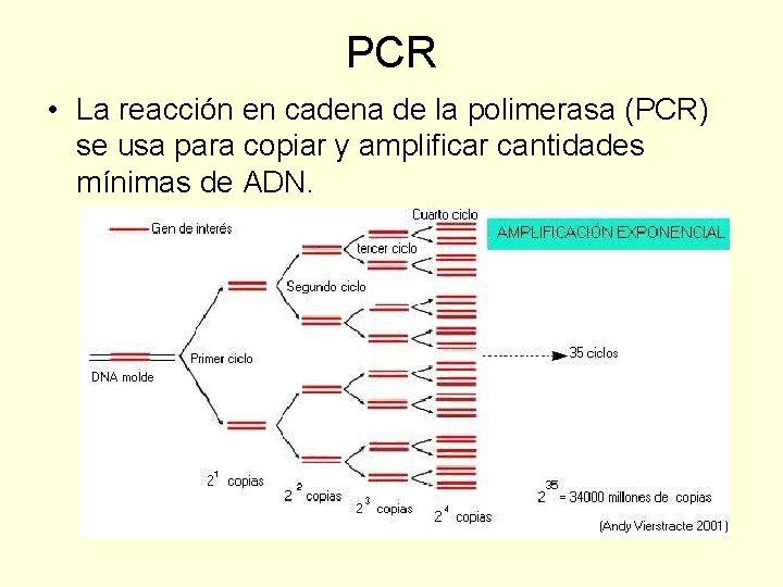 PCR • La reacción en cadena de la polimerasa (PCR) se usa para copiar