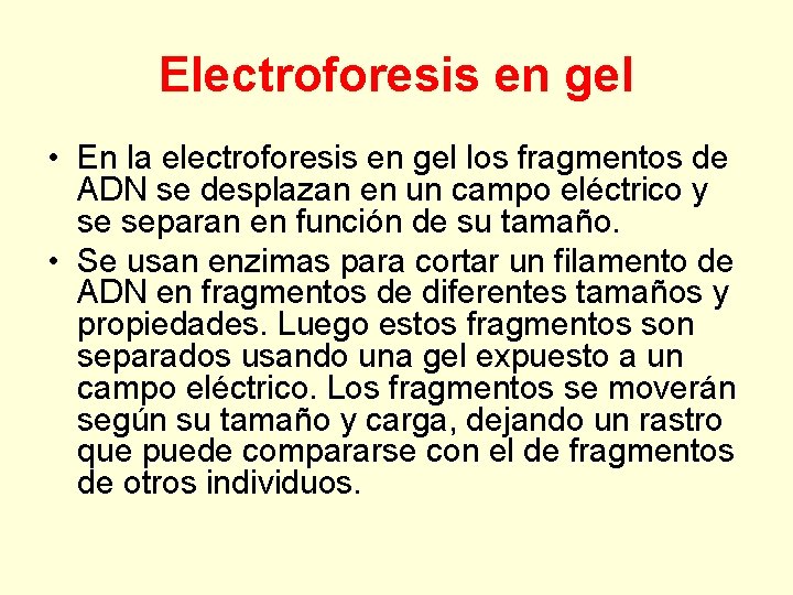 Electroforesis en gel • En la electroforesis en gel los fragmentos de ADN se