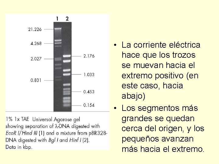  • La corriente eléctrica hace que los trozos se muevan hacia el extremo