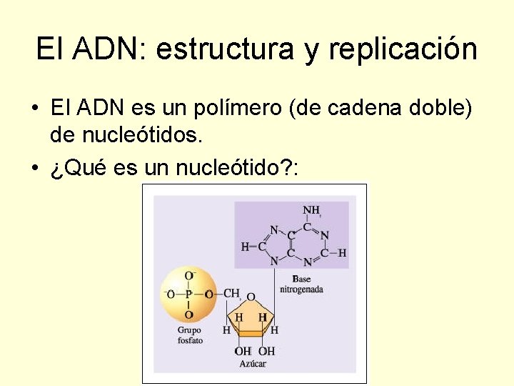 El ADN: estructura y replicación • El ADN es un polímero (de cadena doble)