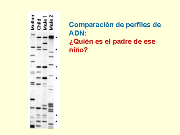 Comparación de perfiles de ADN: ¿Quién es el padre de ese niño? 