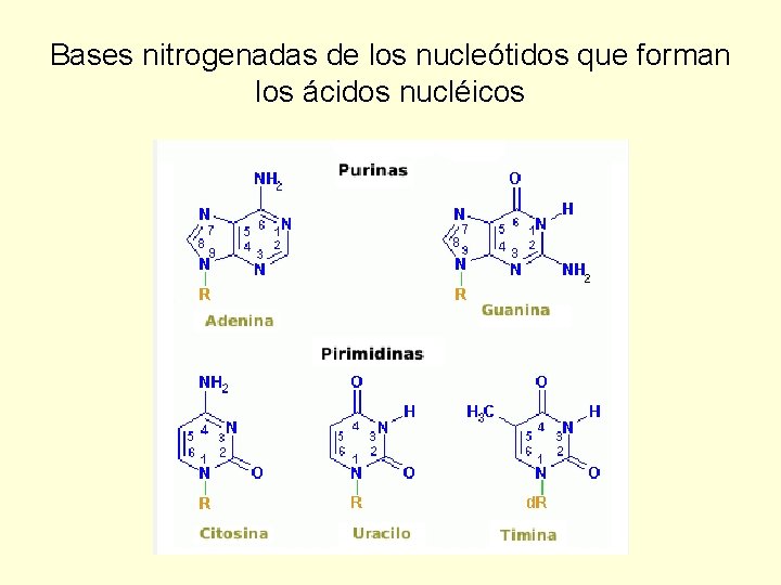 Bases nitrogenadas de los nucleótidos que forman los ácidos nucléicos 