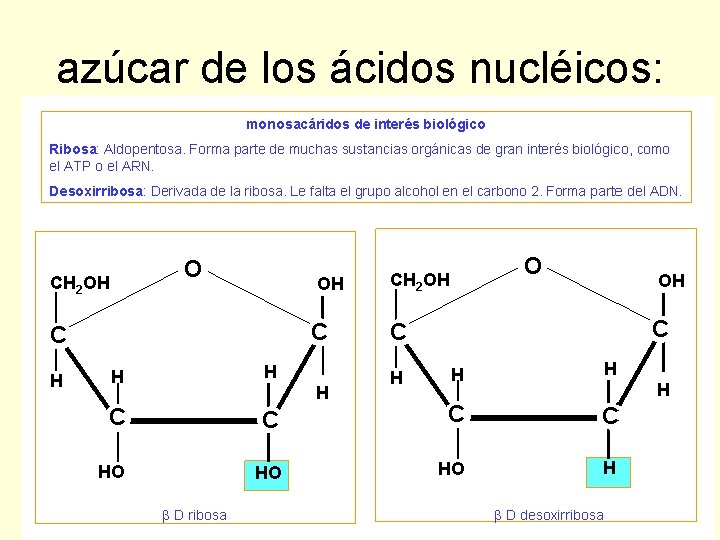 azúcar de los ácidos nucléicos: 