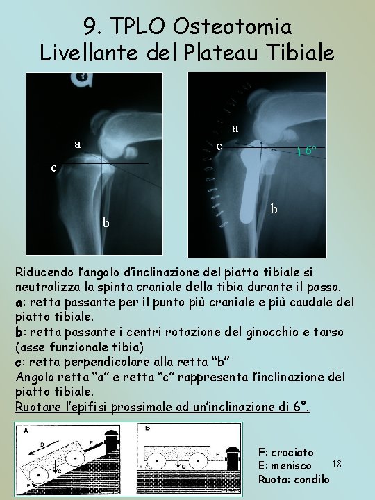 9. TPLO Osteotomia Livellante del Plateau Tibiale a a c 6° c b b