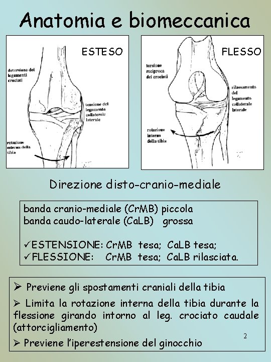 Anatomia e biomeccanica ESTESO FLESSO Direzione disto-cranio-mediale banda cranio-mediale (Cr. MB) piccola banda caudo-laterale