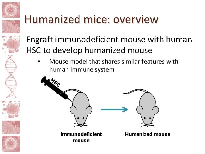 Humanized mice: overview Engraft immunodeficient mouse with human HSC to develop humanized mouse •