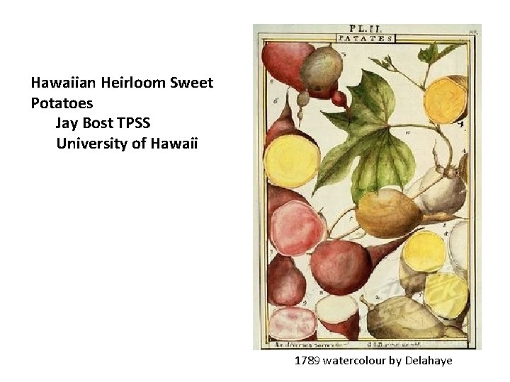 Hawaiian Heirloom Sweet Potatoes Jay Bost TPSS University of Hawaii 1789 watercolour by Delahaye