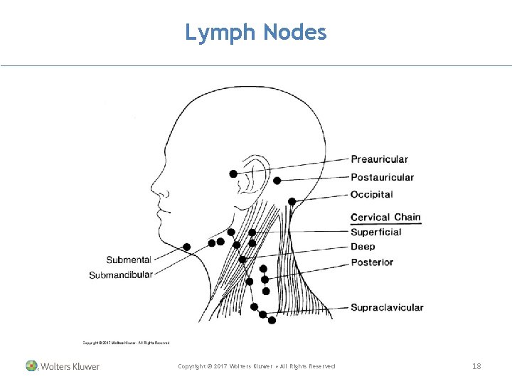 Lymph Nodes Copyright © 2017 Wolters Kluwer • All Rights Reserved 18 