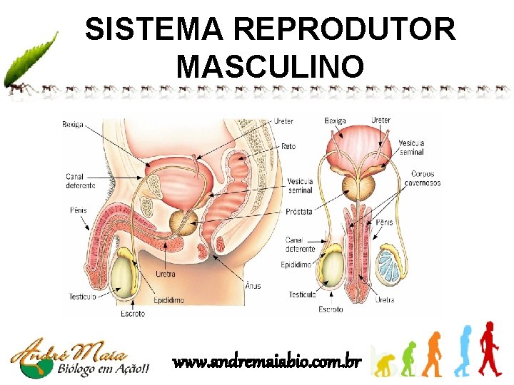 SISTEMA REPRODUTOR MASCULINO www. andremaiabio. com. br 