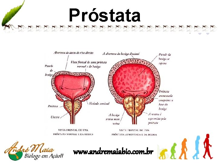 SISTEMA REPRODUTOR MASCULINO www andremaiabio com br Anatomia