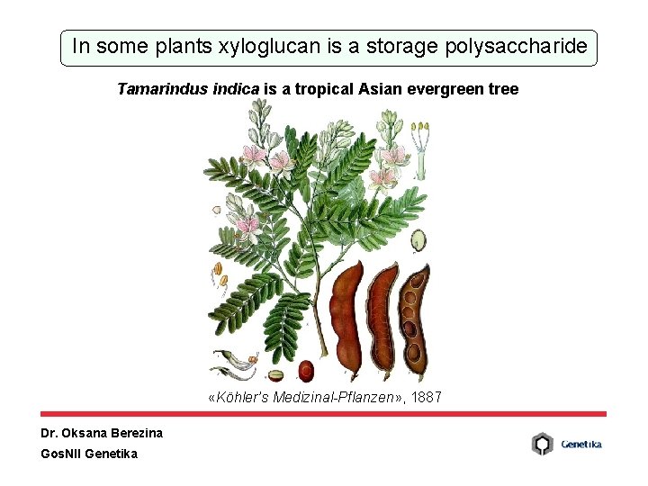 Identification And Heterologous Expression Of Enzymes Degrading Xyloglucan