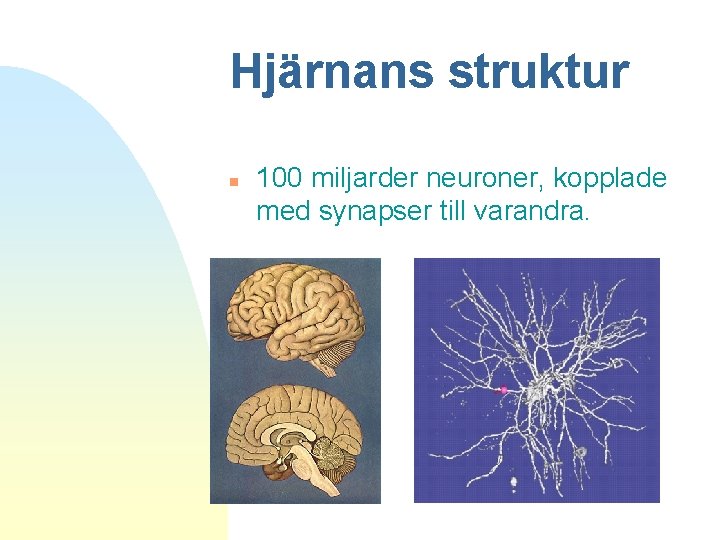 Hjärnans struktur n 100 miljarder neuroner, kopplade med synapser till varandra. 