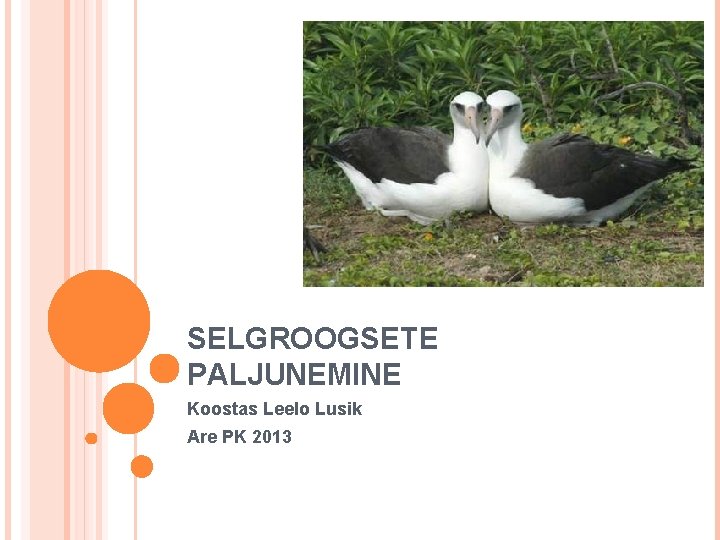 SELGROOGSETE PALJUNEMINE Koostas Leelo Lusik Are PK 2013 SELGROOGSETE PALJUNEMINE Koostas Leelo Lusik Are PK 2013