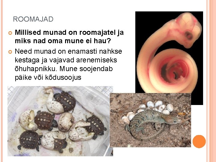 ROOMAJAD Millised munad on roomajatel ja miks nad oma mune ei hau? Need munad ROOMAJAD Millised munad on roomajatel ja miks nad oma mune ei hau? Need munad