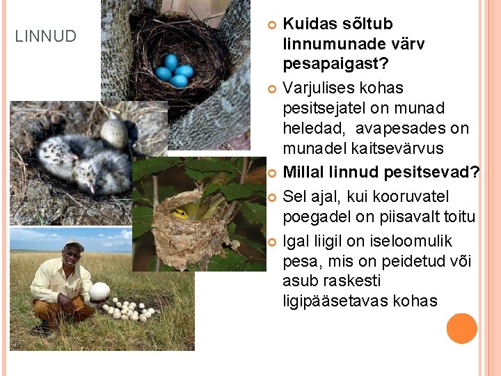 LINNUD Kuidas sõltub linnumunade värv pesapaigast? Varjulises kohas pesitsejatel on munad heledad, avapesades on LINNUD Kuidas sõltub linnumunade värv pesapaigast? Varjulises kohas pesitsejatel on munad heledad, avapesades on