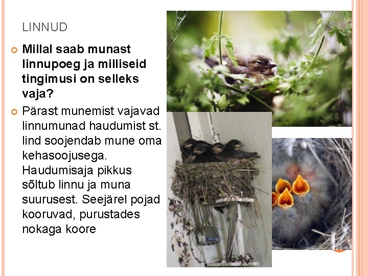 LINNUD Millal saab munast linnupoeg ja milliseid tingimusi on selleks vaja? Pärast munemist vajavad LINNUD Millal saab munast linnupoeg ja milliseid tingimusi on selleks vaja? Pärast munemist vajavad