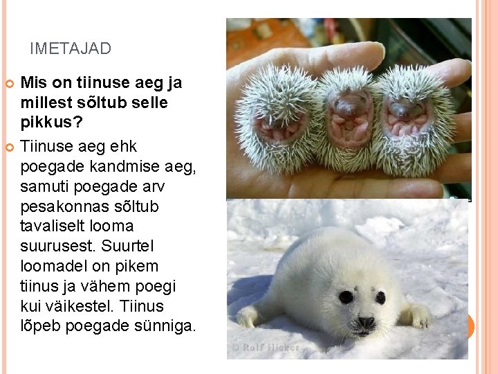 IMETAJAD Mis on tiinuse aeg ja millest sõltub selle pikkus? Tiinuse aeg ehk poegade IMETAJAD Mis on tiinuse aeg ja millest sõltub selle pikkus? Tiinuse aeg ehk poegade