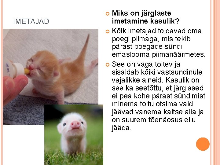 Miks on järglaste imetamine kasulik? Kõik imetajad toidavad oma poegi piimaga, mis tekib pärast Miks on järglaste imetamine kasulik? Kõik imetajad toidavad oma poegi piimaga, mis tekib pärast