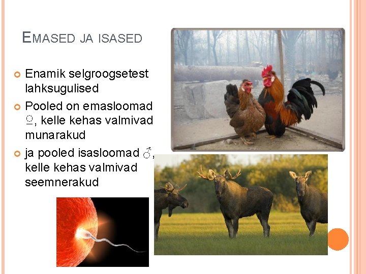 EMASED JA ISASED Enamik selgroogsetest lahksugulised Pooled on emasloomad ♀, kelle kehas valmivad munarakud EMASED JA ISASED Enamik selgroogsetest lahksugulised Pooled on emasloomad ♀, kelle kehas valmivad munarakud