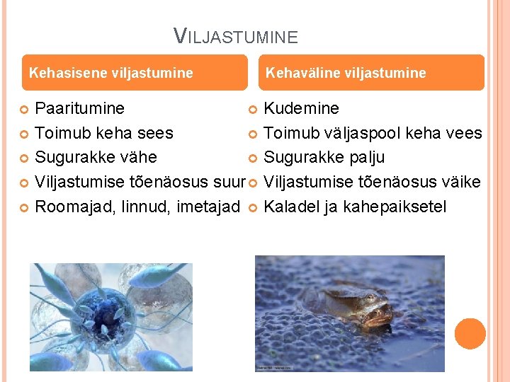 VILJASTUMINE Kehasisene viljastumine Kehaväline viljastumine Kudemine Paaritumine Toimub väljaspool keha vees Toimub keha sees VILJASTUMINE Kehasisene viljastumine Kehaväline viljastumine Kudemine Paaritumine Toimub väljaspool keha vees Toimub keha sees