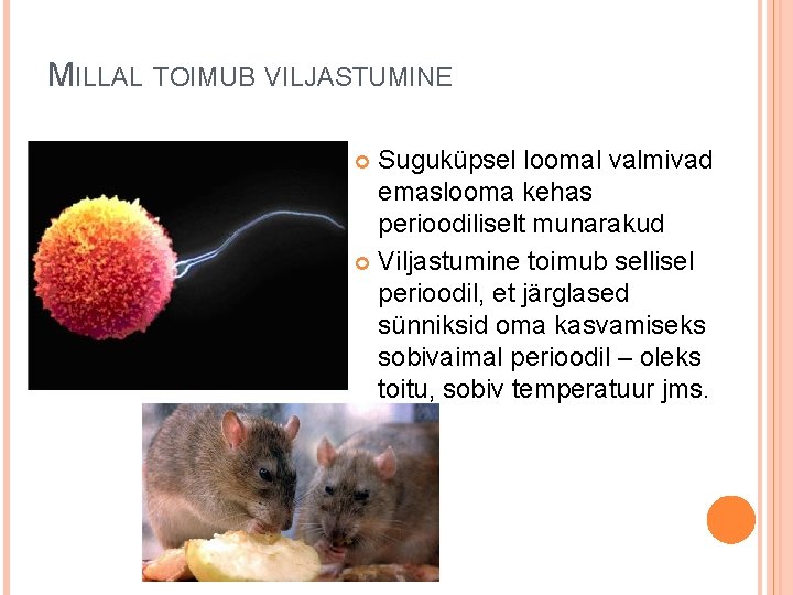 MILLAL TOIMUB VILJASTUMINE Suguküpsel loomal valmivad emaslooma kehas perioodiliselt munarakud Viljastumine toimub sellisel perioodil, MILLAL TOIMUB VILJASTUMINE Suguküpsel loomal valmivad emaslooma kehas perioodiliselt munarakud Viljastumine toimub sellisel perioodil,
