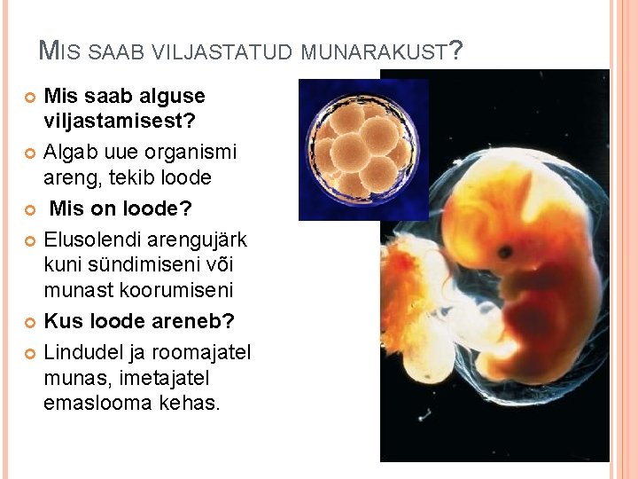 MIS SAAB VILJASTATUD MUNARAKUST? Mis saab alguse viljastamisest? Algab uue organismi areng, tekib loode MIS SAAB VILJASTATUD MUNARAKUST? Mis saab alguse viljastamisest? Algab uue organismi areng, tekib loode